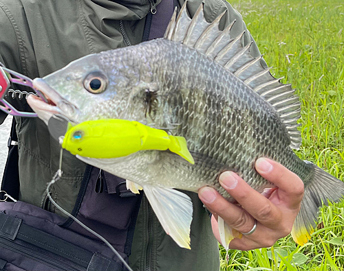 キチヌの釣果