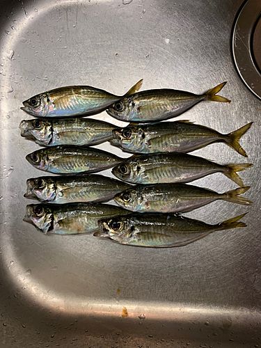 アジの釣果