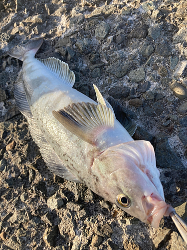 ホッケの釣果