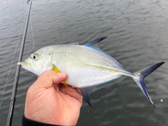 カスミアジの釣果