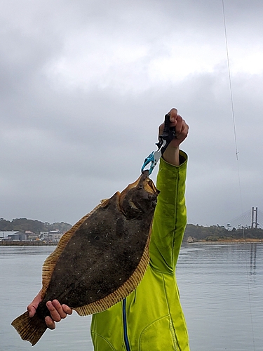 ヒラメの釣果