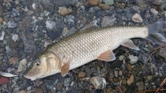 ニゴイの釣果