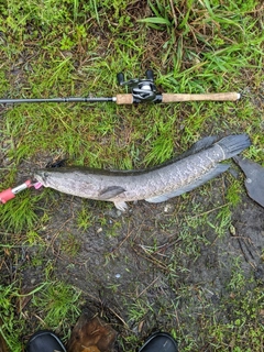 ライギョの釣果