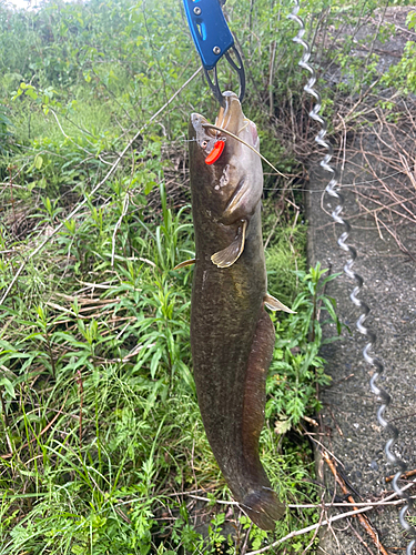 ナマズの釣果