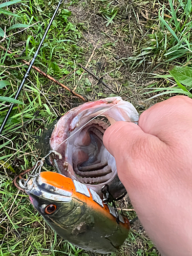 ブラックバスの釣果