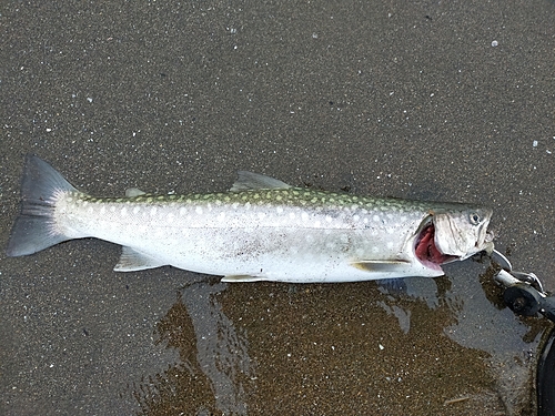 アメマスの釣果