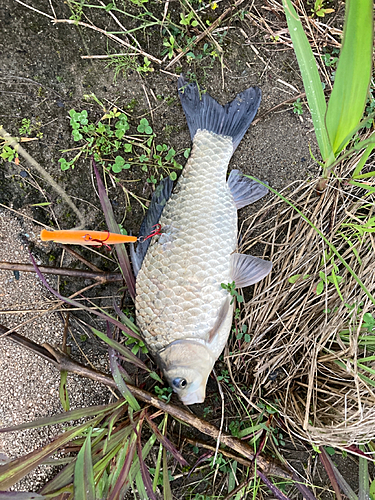 フナの釣果