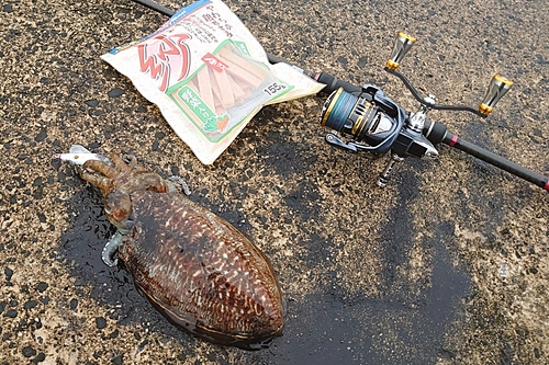 コウイカの釣果