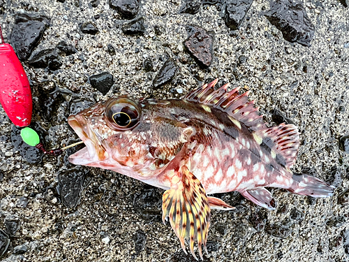 アラカブの釣果