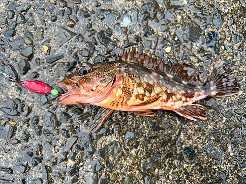 アラカブの釣果