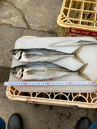 アジの釣果