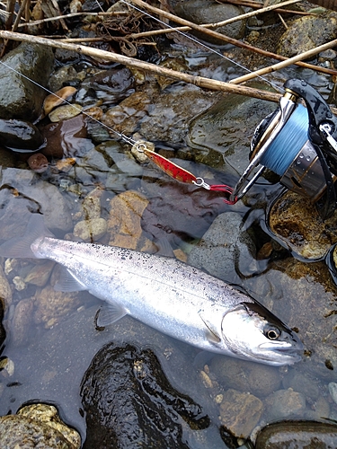 ヤマメの釣果