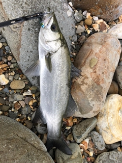 ヒラスズキの釣果