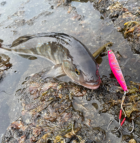 ホッケの釣果