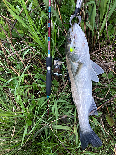 タイリクスズキの釣果