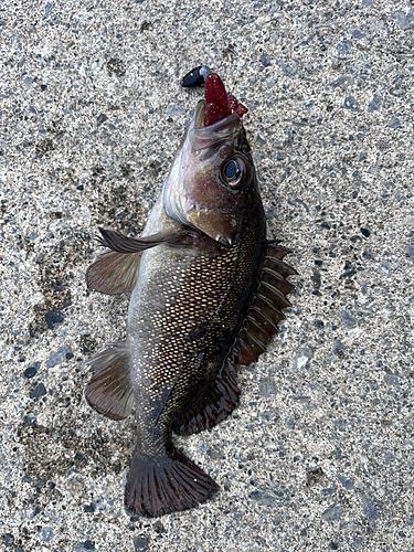 エゾメバルの釣果