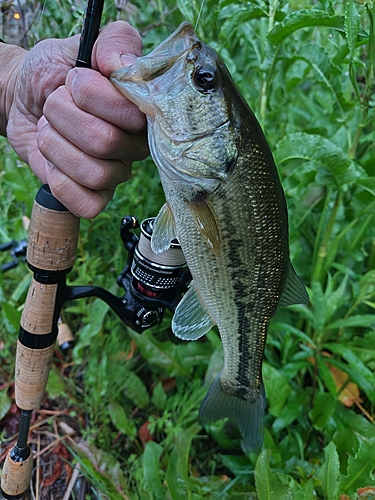 ブラックバスの釣果