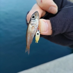 ネンブツダイの釣果