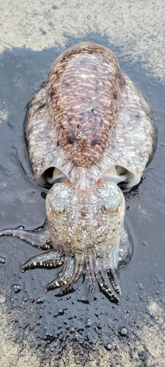 モンゴウイカの釣果