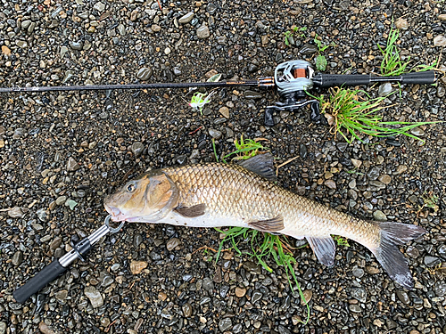 ニゴイの釣果