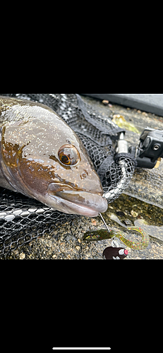 アイナメの釣果