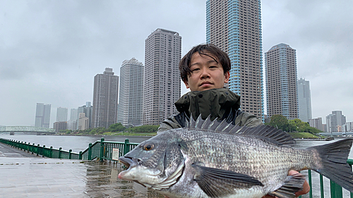 クロダイの釣果