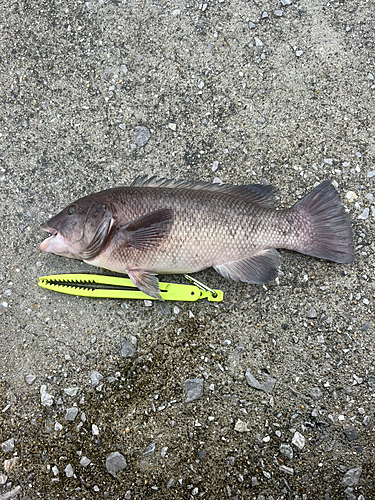 カンダイの釣果