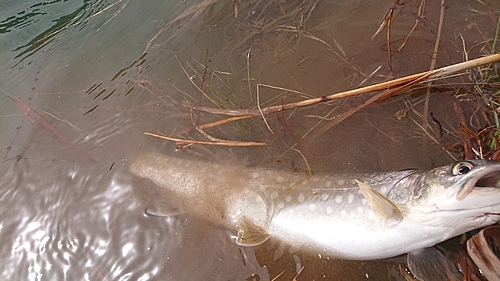 アメマスの釣果