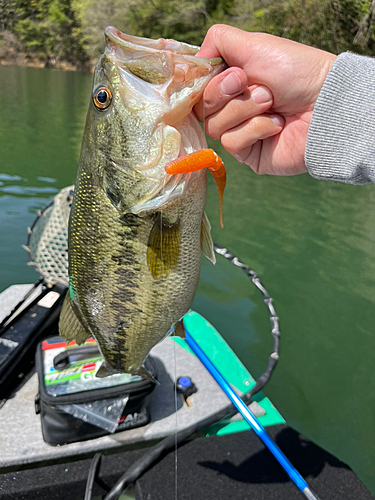 ブラックバスの釣果