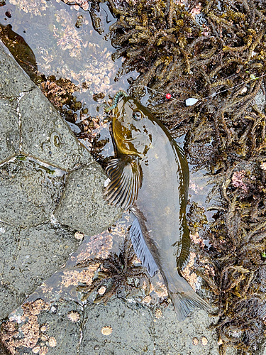 アブラコの釣果