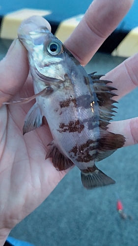 メバルの釣果