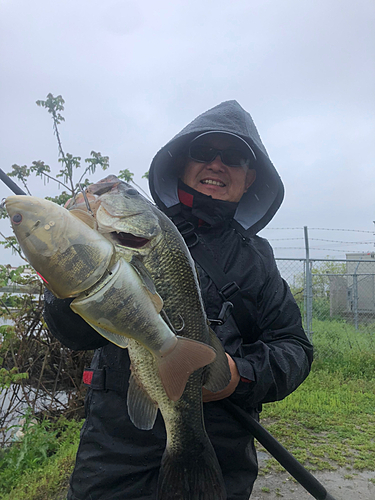 ブラックバスの釣果