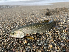 アメマスの釣果