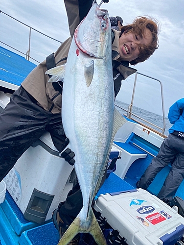 ブリの釣果