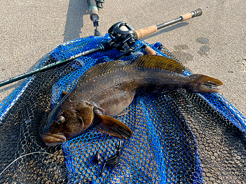 アイナメの釣果