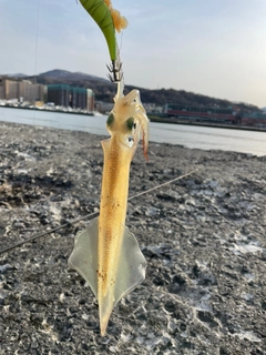 ヤリイカの釣果