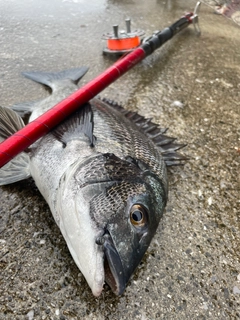 クロダイの釣果