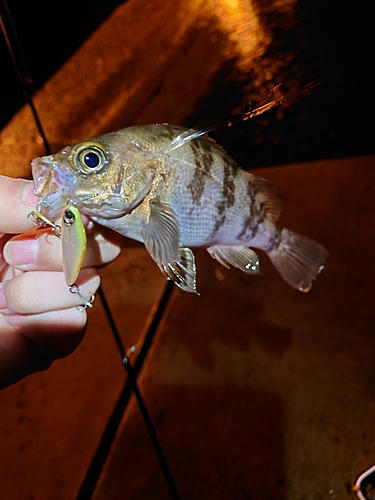 メバルの釣果