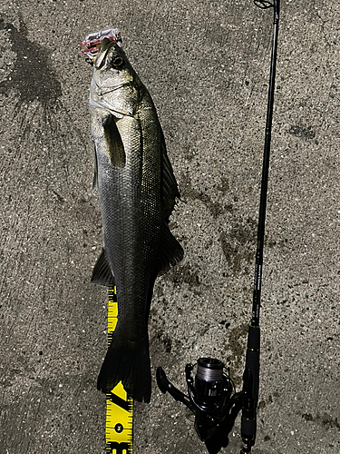 シーバスの釣果