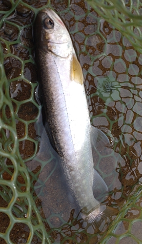 イワナの釣果