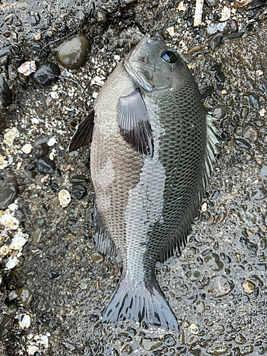 メジナの釣果