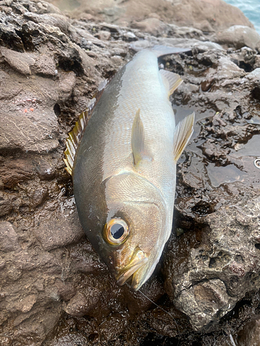 イサキの釣果