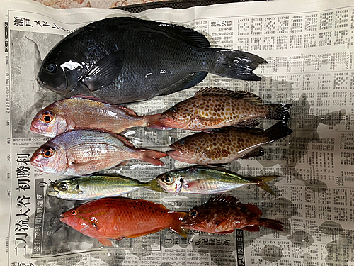 アジの釣果