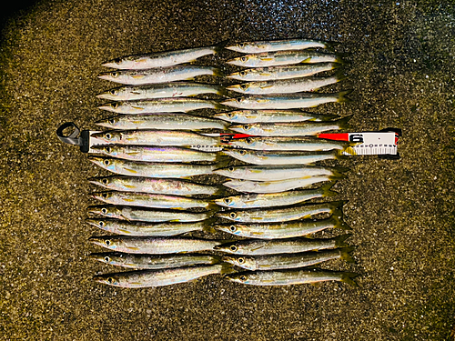 カマスの釣果