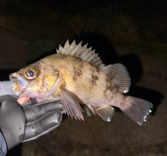 メバルの釣果