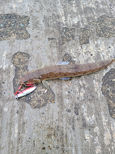 エソの釣果