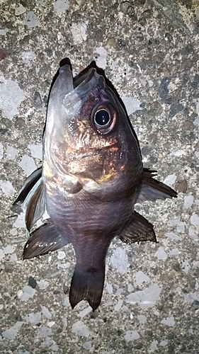 ヨコスジイシモチの釣果