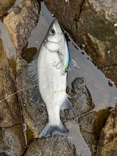 ヒラスズキの釣果