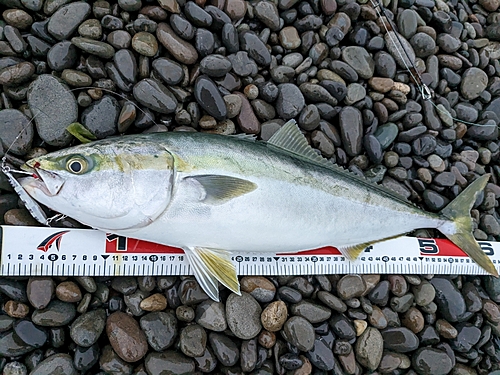 メジロの釣果