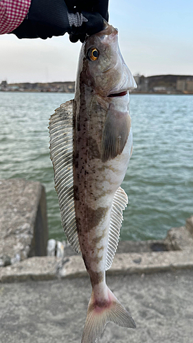 ホッケの釣果